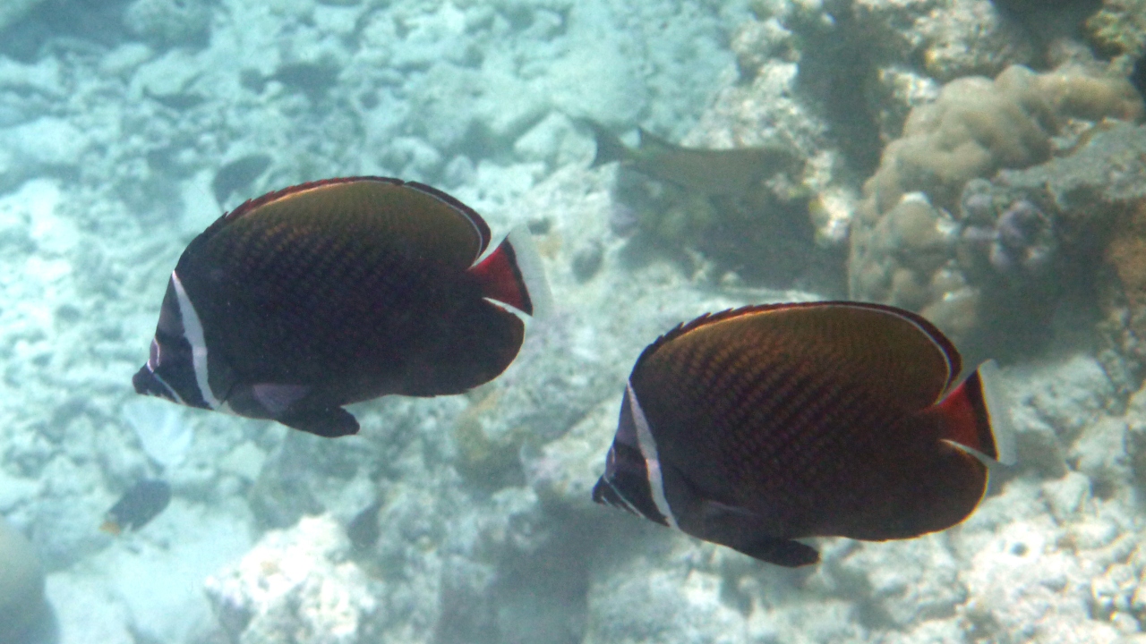 Halsband-Falterfisch - Redtail butterflyfish - Chaetodon collare