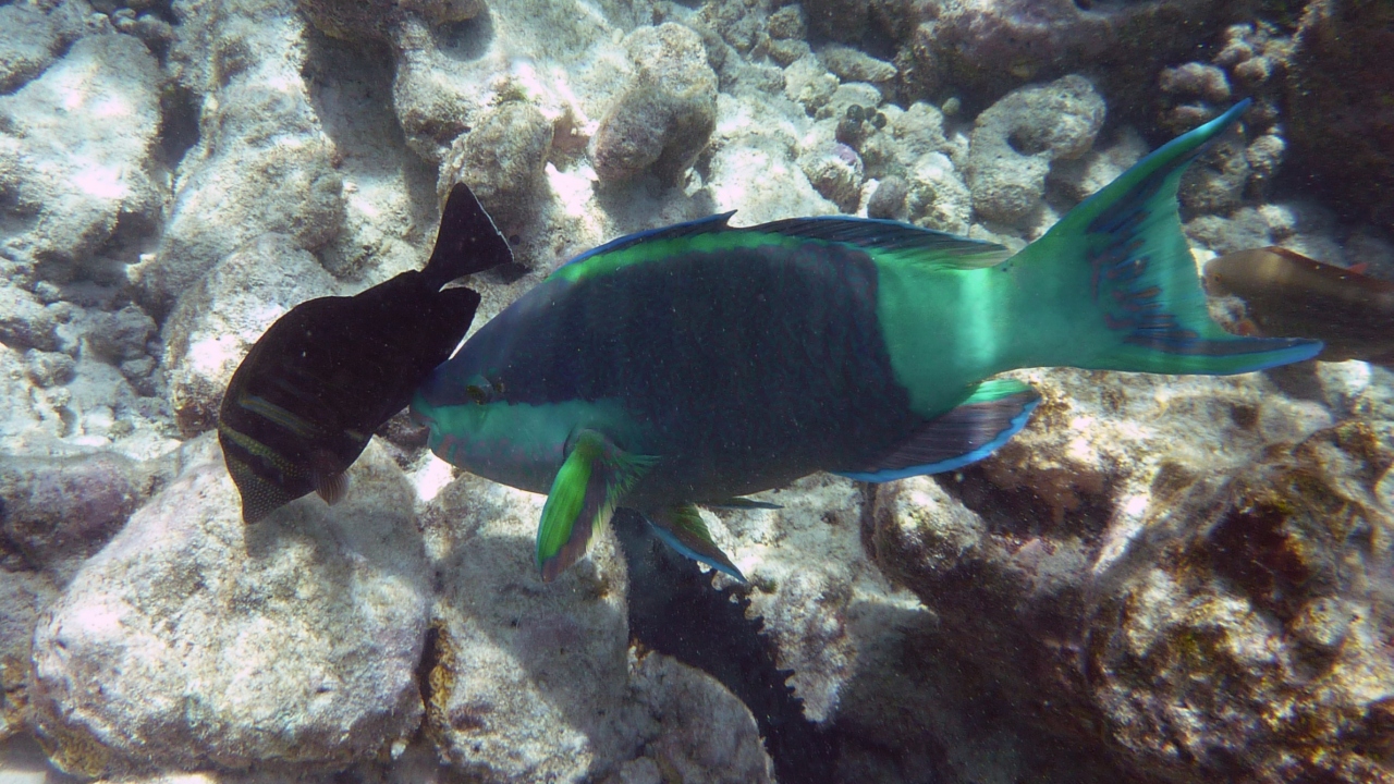 Kugelkopf-Papageifisch - Daisy parrotfish - Chlorurus sordidus