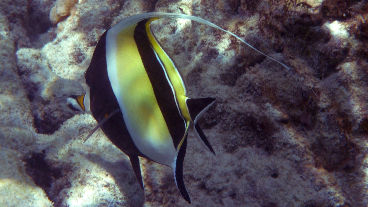 Halfterfisch - Moorish idol - Zanclus cornutus