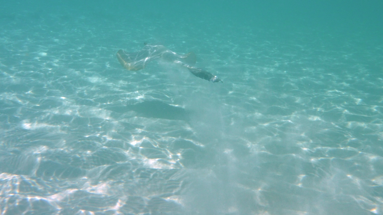 Federschwanz-Stechrochen - Cowtail ray - Pastinachus sephen