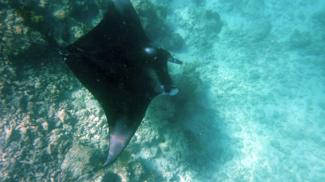 Manta - Manta ray - Manta birostris