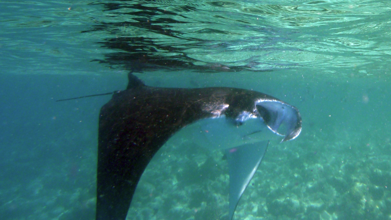 Manta - Manta ray - Manta birostris