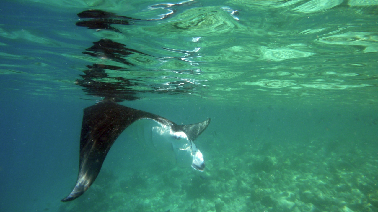 Manta - Manta ray - Manta birostris