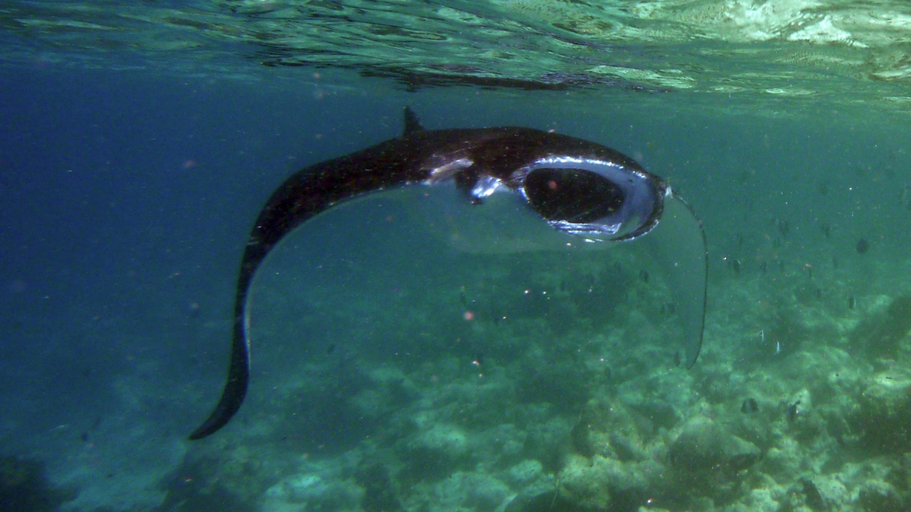 Manta - Manta ray - Manta birostris