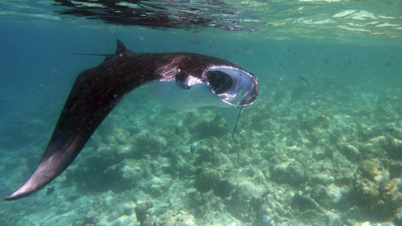 Manta - Manta ray - Manta birostris