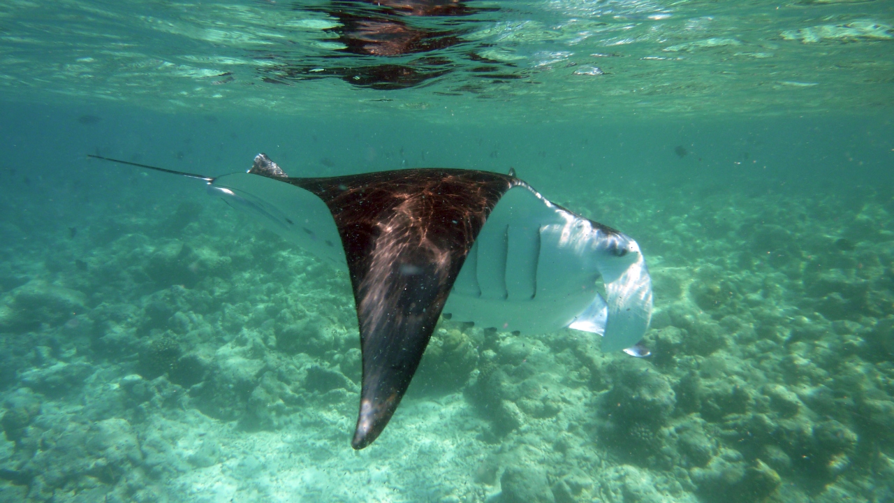 Manta - Manta ray - Manta birostris