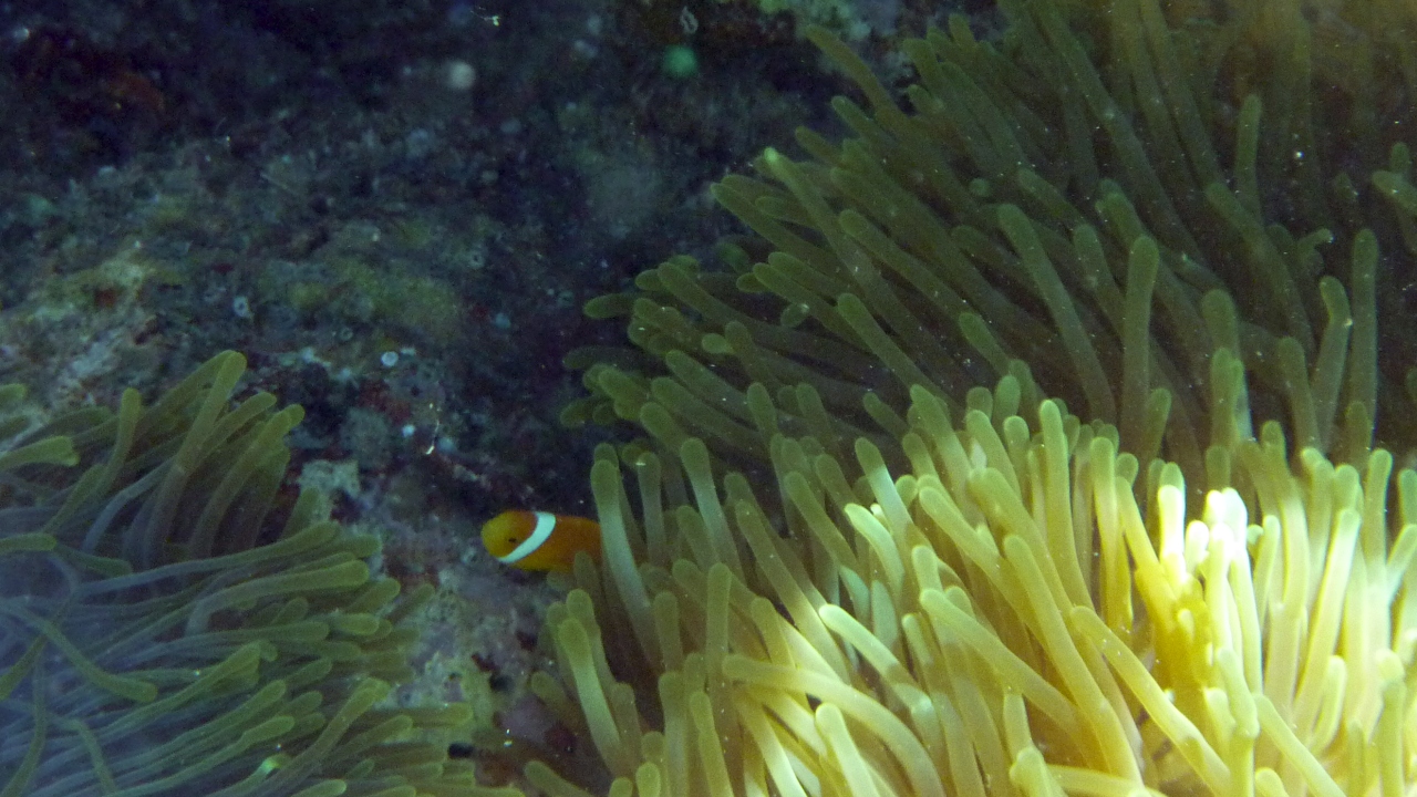 Malediven-Anemonenfisch - Maldive anemonefish - Amphiprion nigripes