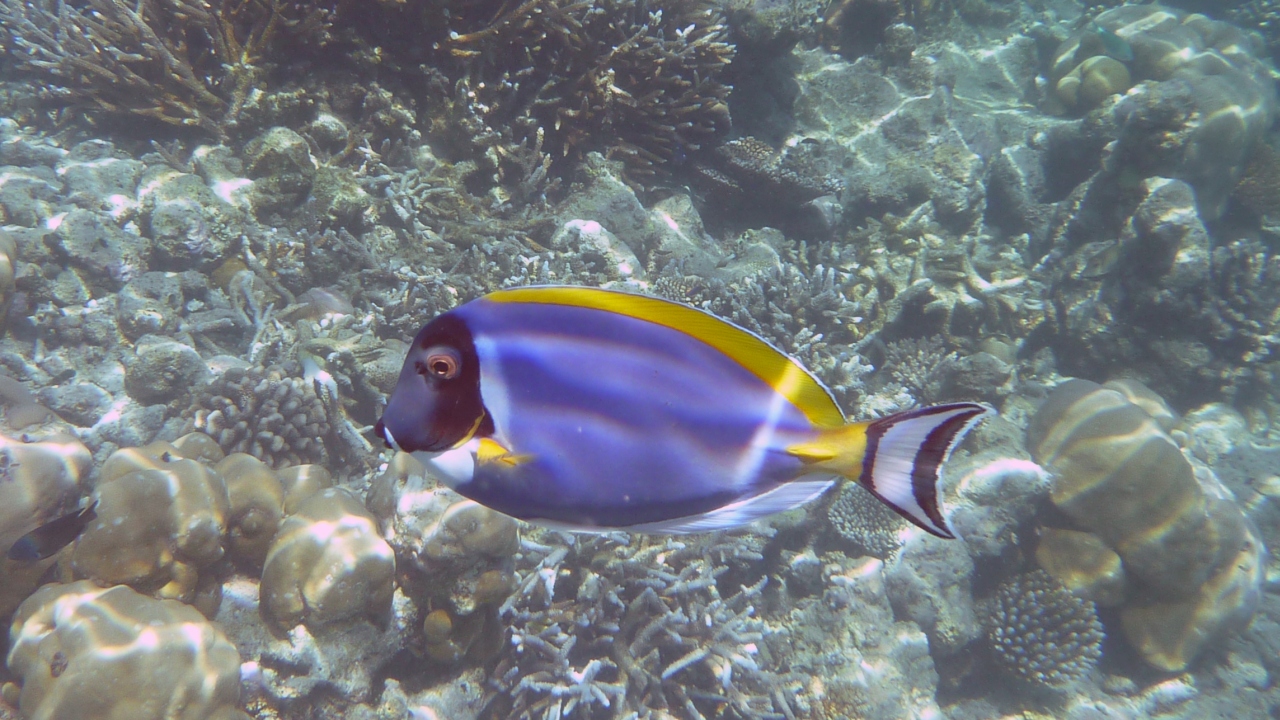 Weißkehl-Doktorfisch - Powderblue Surgeonfish - Acanthurus leucosternon