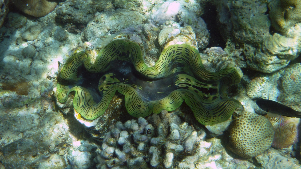 Riesenmuschel - Giant clam