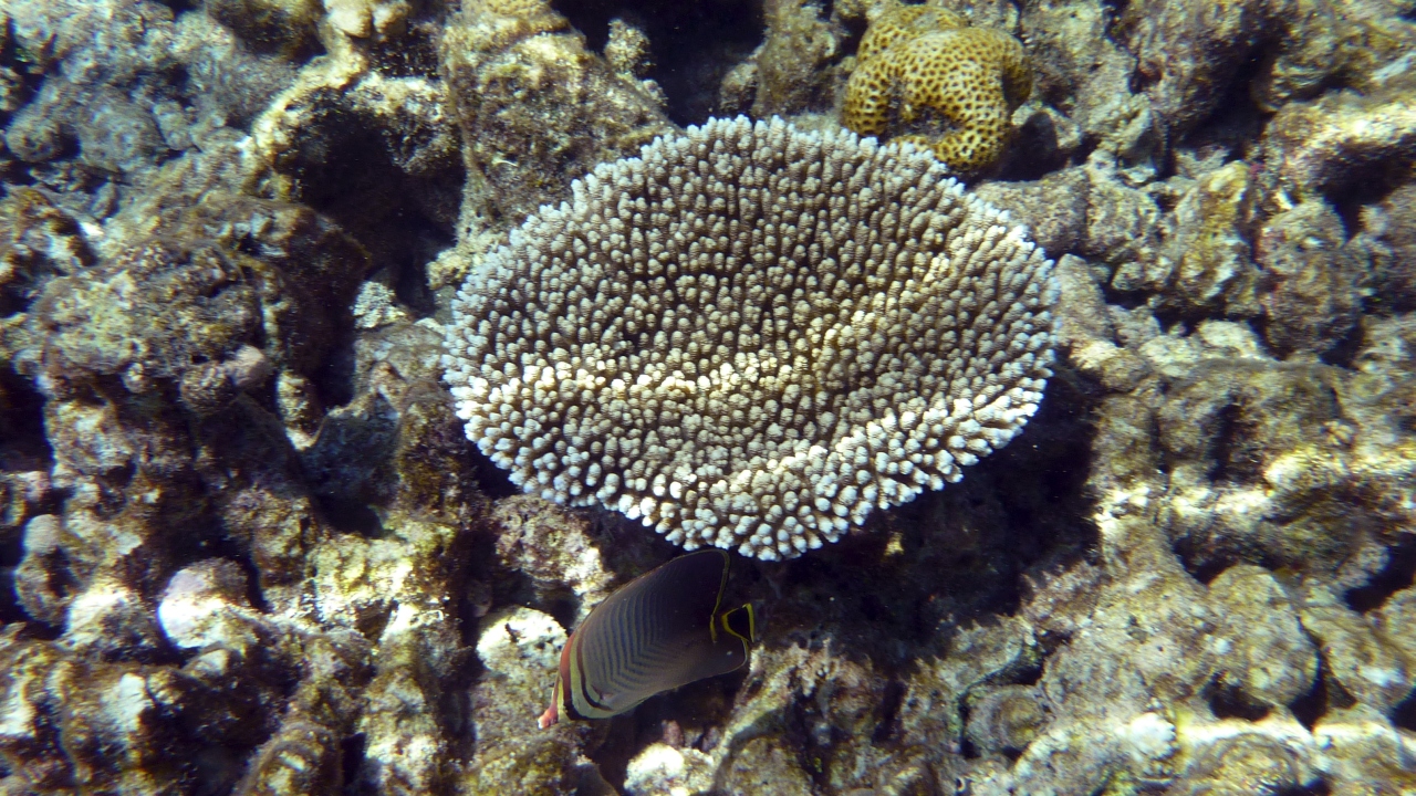 Indischer Baroness-Falterfisch - Triangle butterflyfish - Chaetodon triangulum