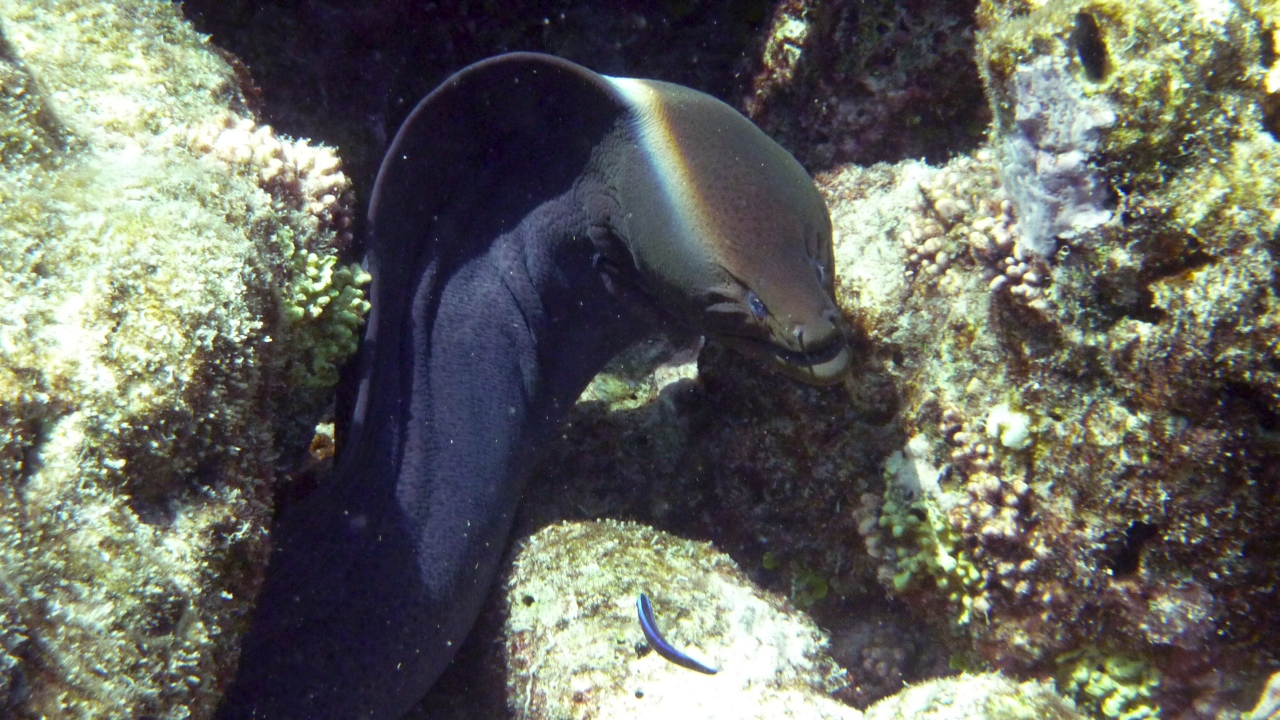 Riesenmuräne - Giant moray - Gymnothorax javanicus