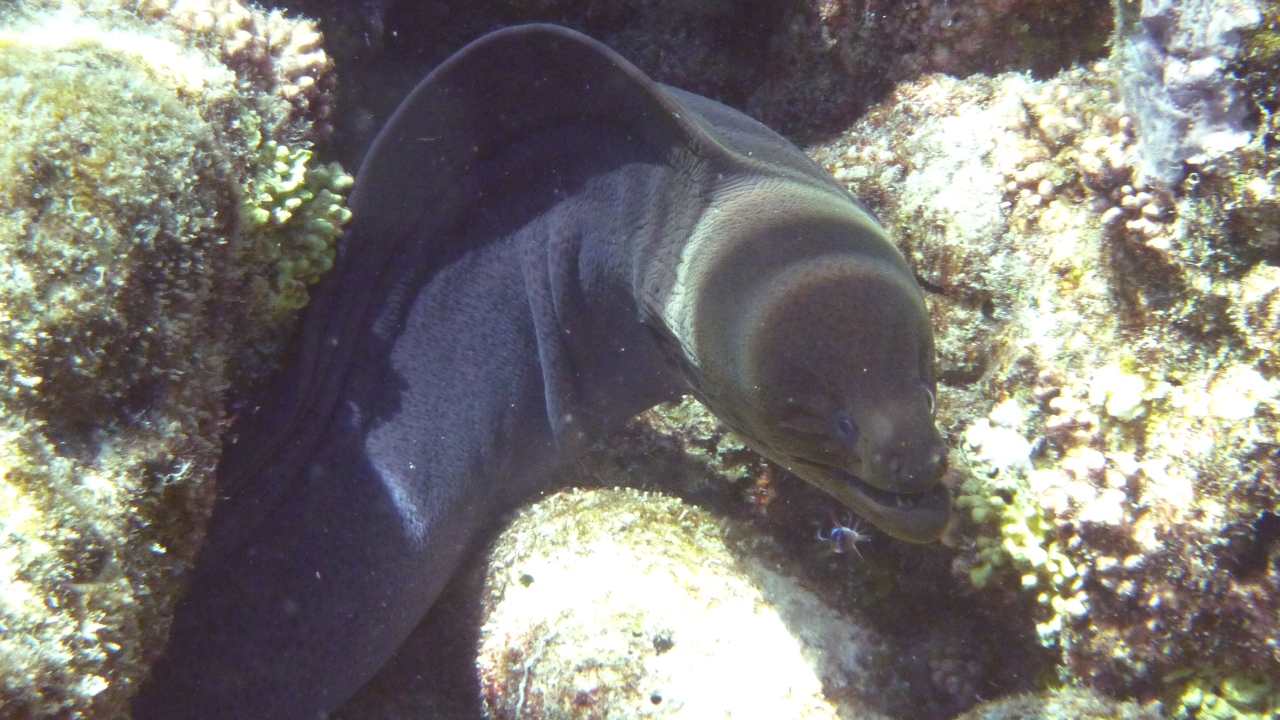 Riesenmuräne - Giant moray - Gymnothorax javanicus