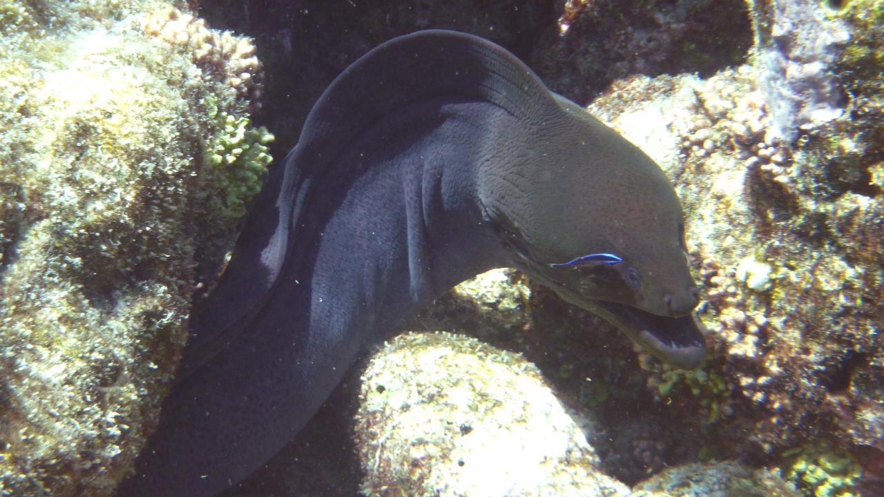 Riesenmuräne - Giant moray - Gymnothorax javanicus