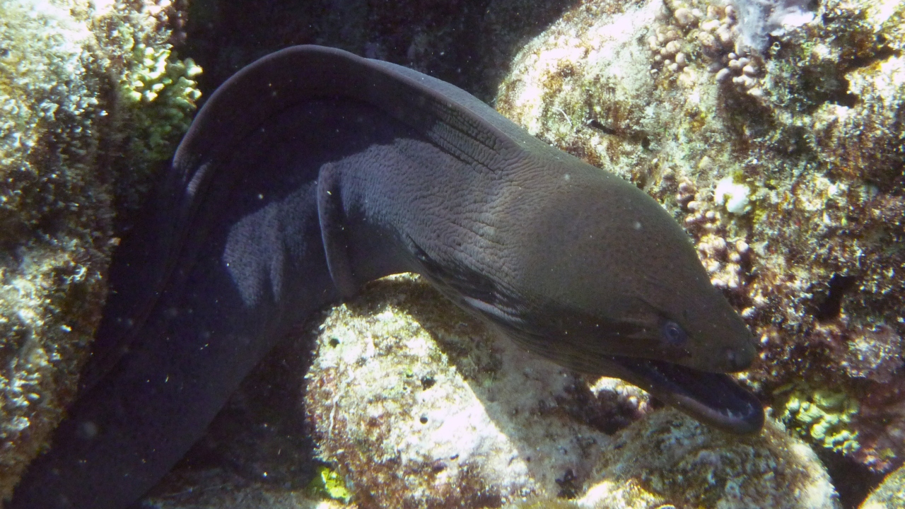 Riesenmuräne - Giant moray - Gymnothorax javanicus