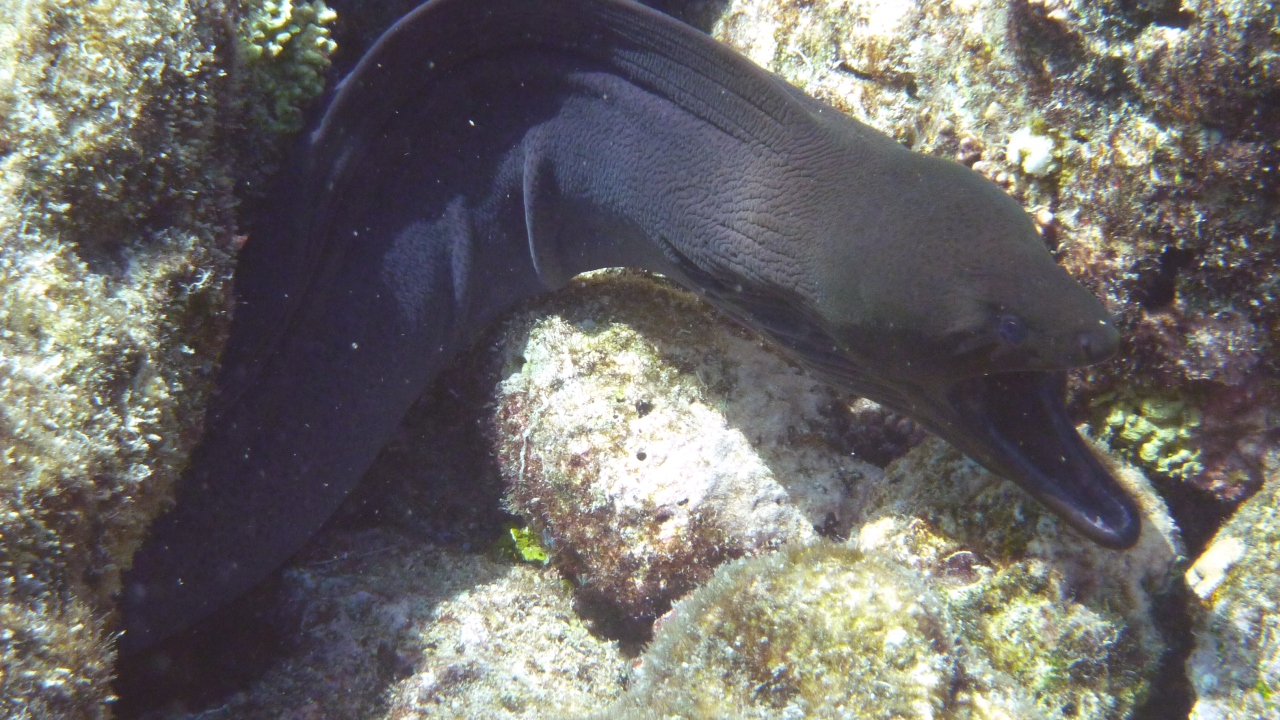 Riesenmuräne - Giant moray - Gymnothorax javanicus