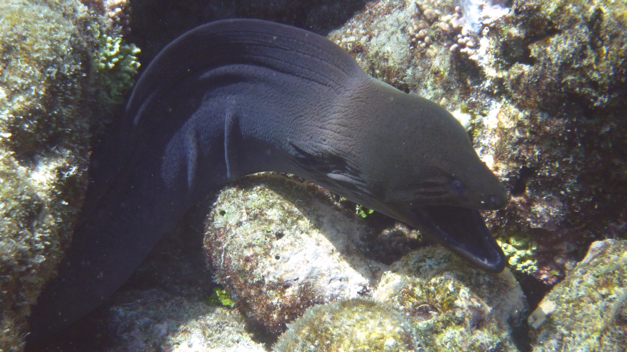 Riesenmuräne - Giant moray - Gymnothorax javanicus