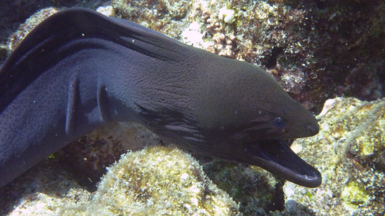 Riesenmuräne - Giant moray - Gymnothorax javanicus