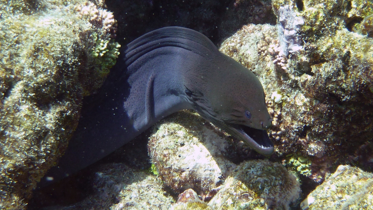 Riesenmuräne - Giant moray - Gymnothorax javanicus