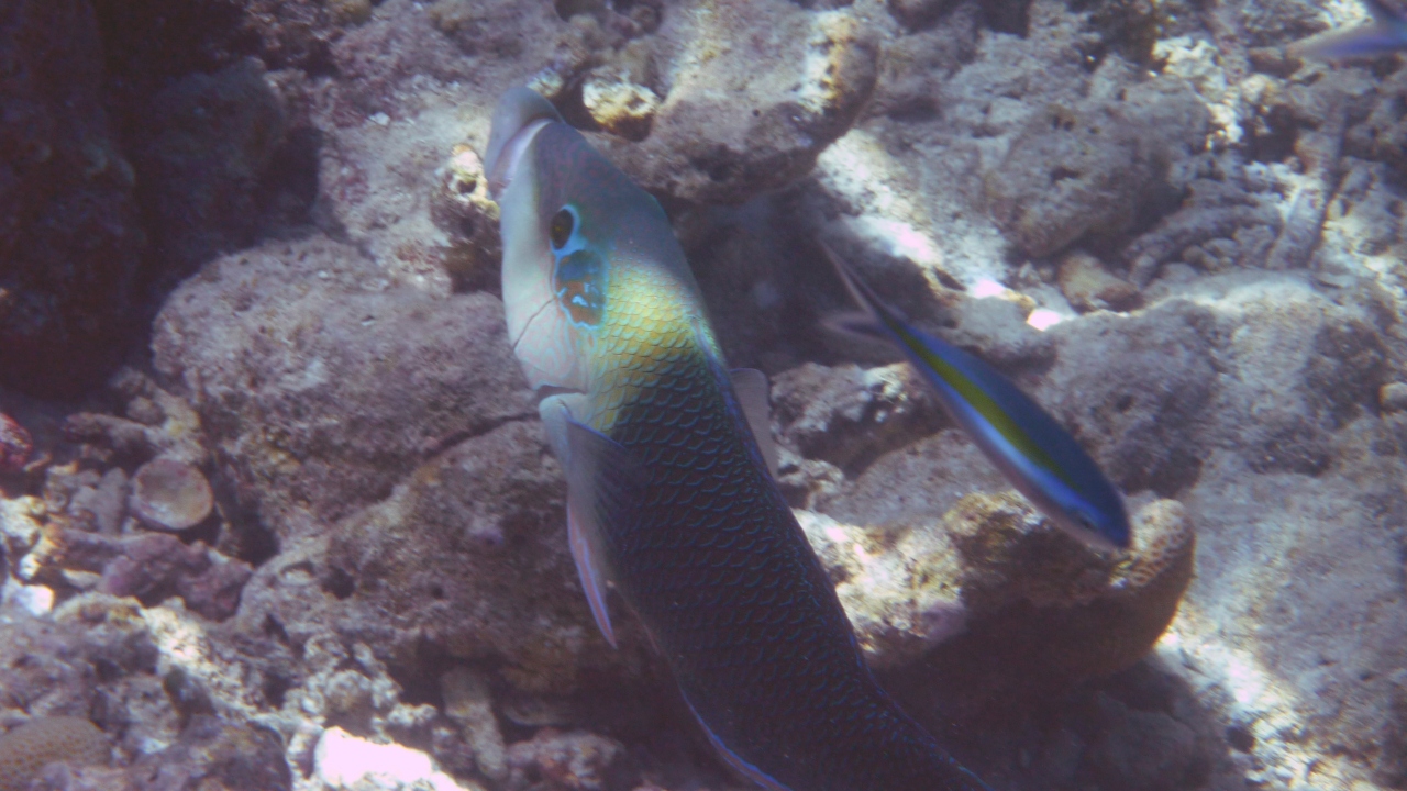 Zweifarben-Bannerlippfisch - Blackeye thicklip - Hemigymnus melapterus