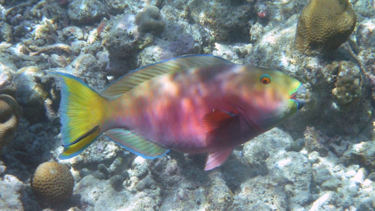 Buckelkopf-Papageifisch - Chlorurus strongylocephalus fem.