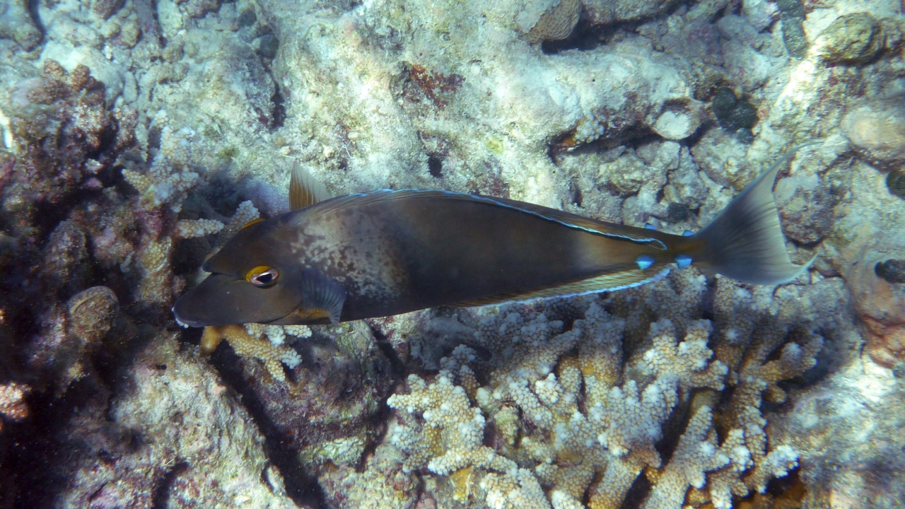 Blauklingen-Nasendoktor -   Bluespine unicornfish - Naso unicornis