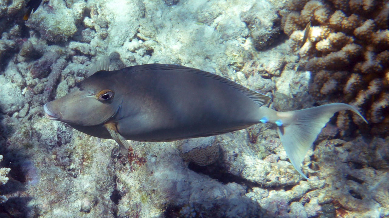 Blauklingen-Nasendoktor -   Bluespine unicornfish - Naso unicornis