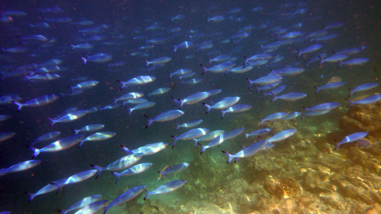 Vielstreifen-Füsilier - Variable-lined fusilier - Caesio varilineata