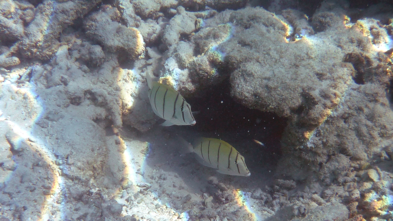 Gitter-Doktorfisch - Convict surgeonfish - Acanthurus triostegus