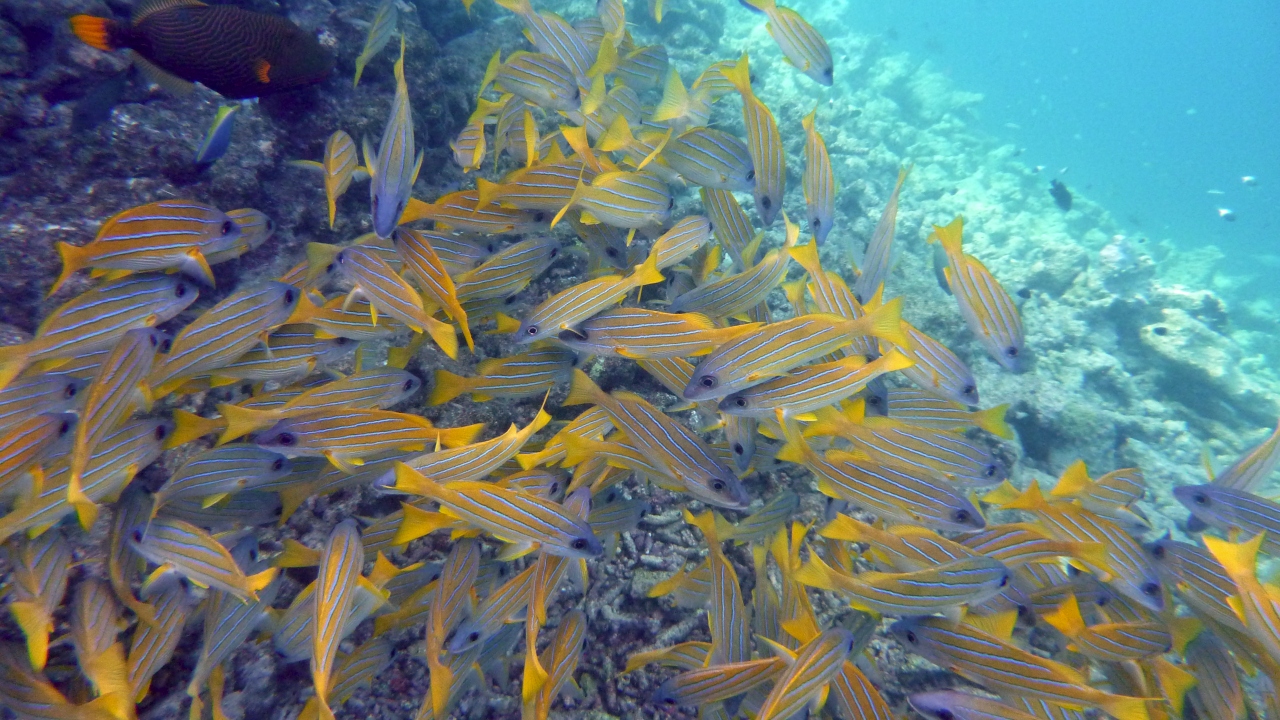 Blaustreifen-Schnapper - Bluestripe snapper - Lutjanus kasmira