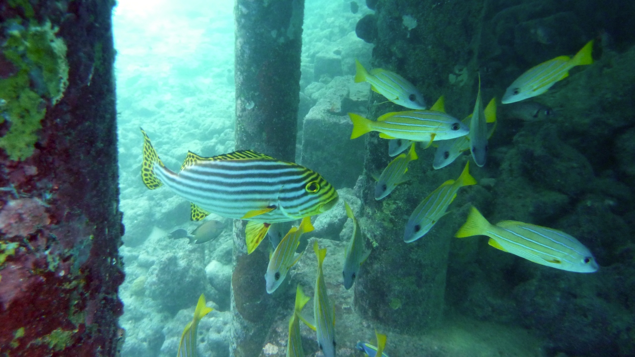 Orient-Süßlippe - Oriental sweetlips - Plectorhinchus orientalis