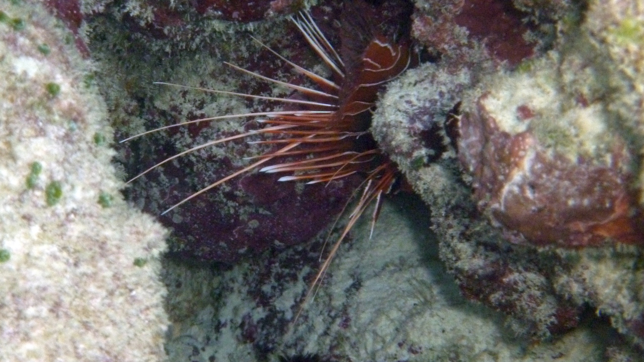 Strahlen-Feuerfisch - Radial firefish  - Pterois radiata