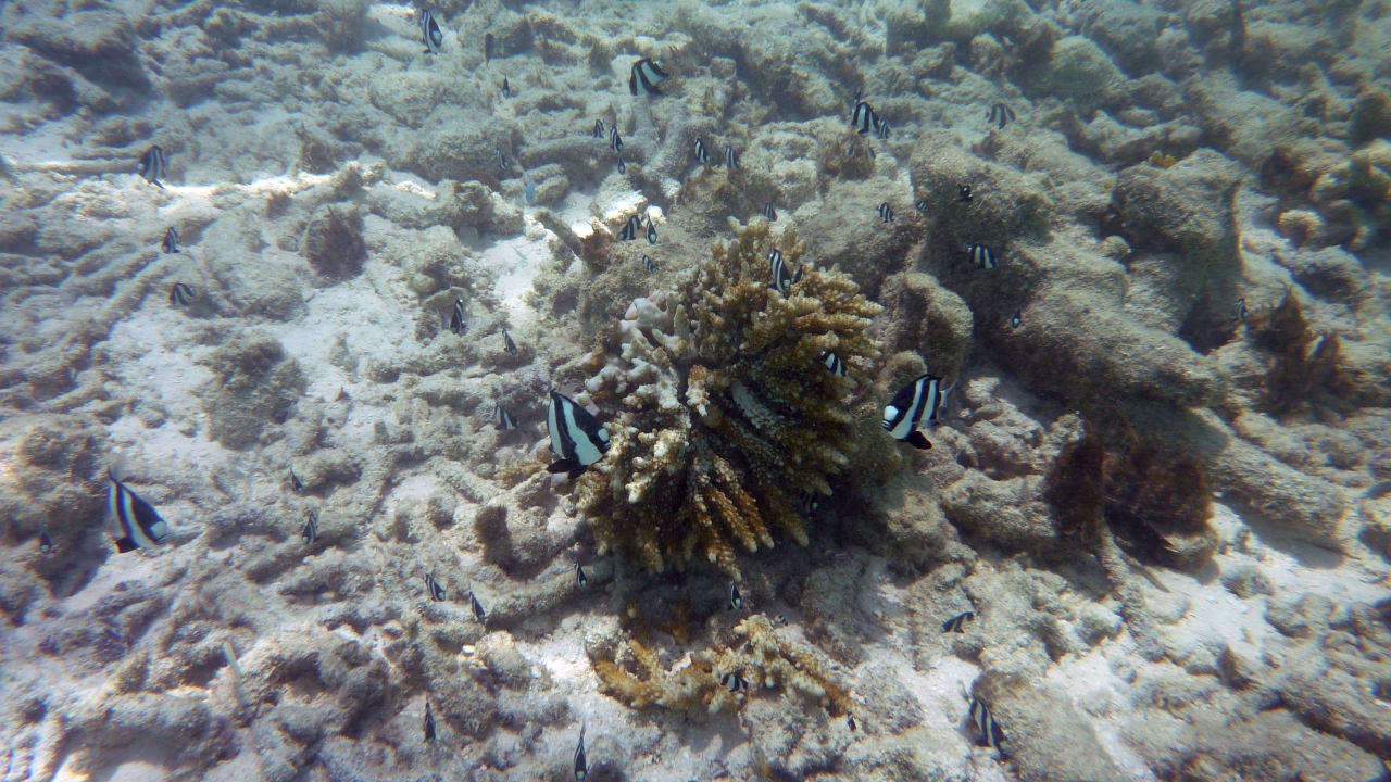 Dreibinden-Preußenfisch - Whitetail dascyllus - Dascyllus aruanus