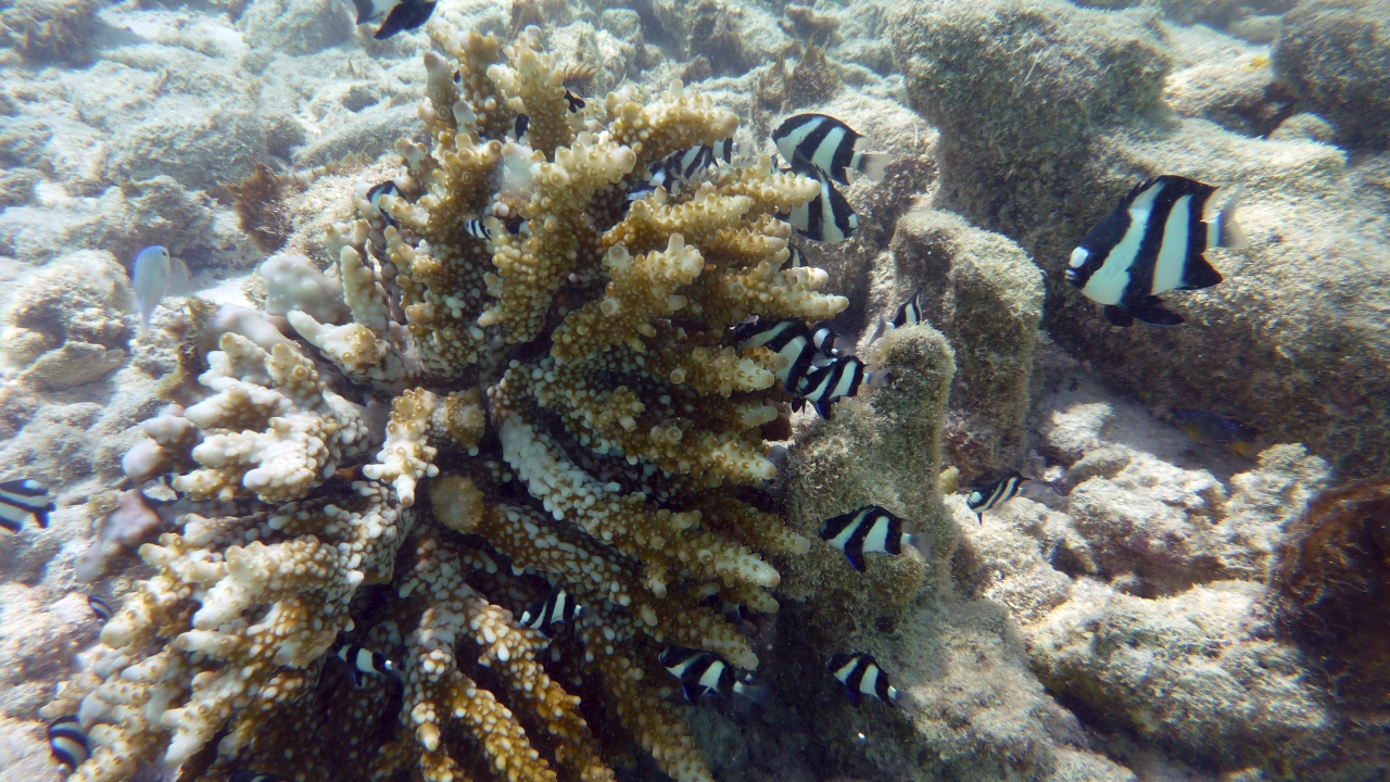 Dreibinden-Preußenfisch - Whitetail dascyllus - Dascyllus aruanus