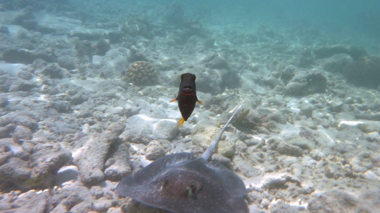 Mangroven-Stechrochen - Himantura granulata und Orangestreifen-Drückerfisch - Balistapus undulatus