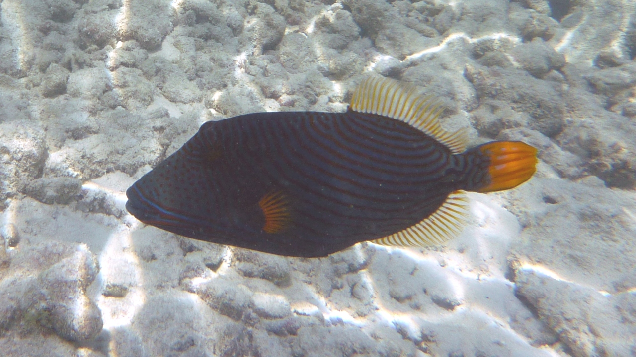 Orangestreifen-Drückerfisch - Orange-lined triggerfish - Balistapus undulatus