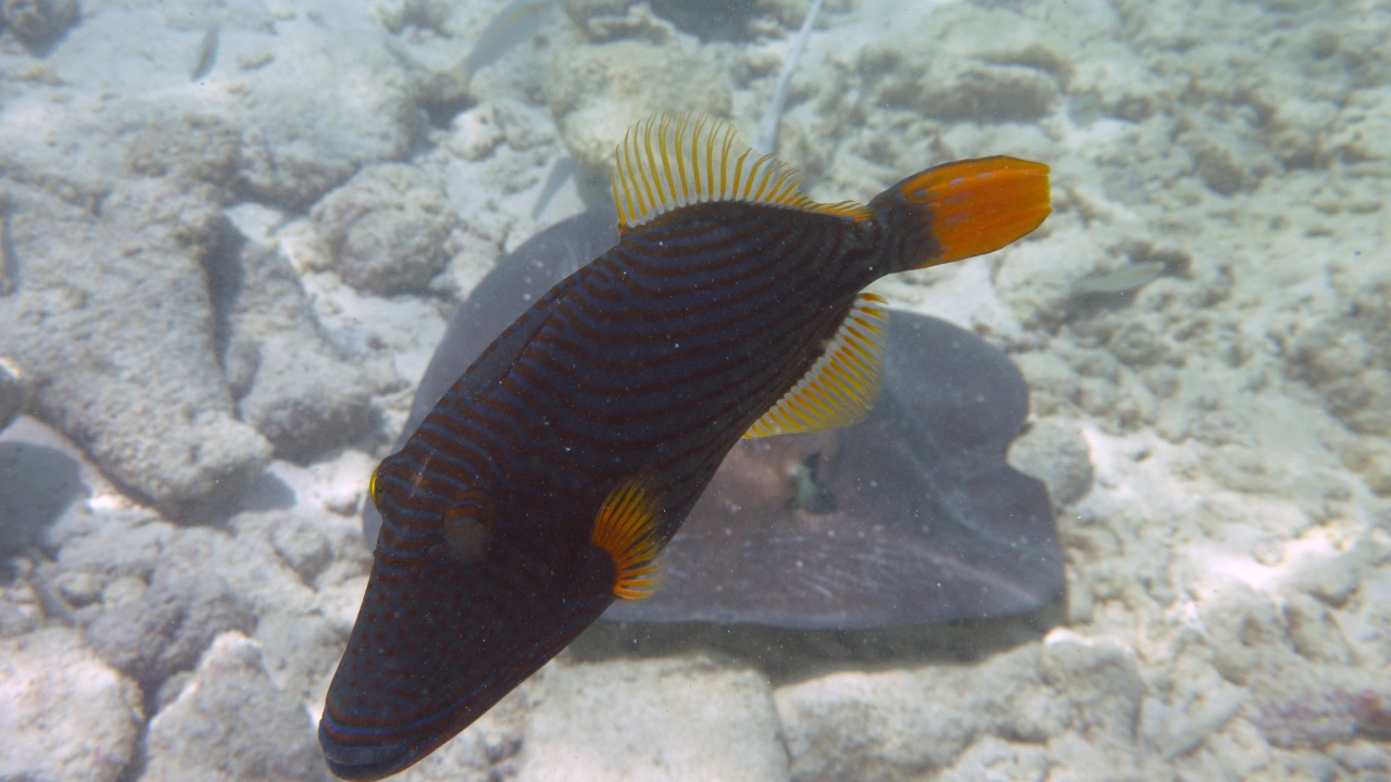 Orangestreifen-Drückerfisch - Orange-lined triggerfish - Balistapus undulatus