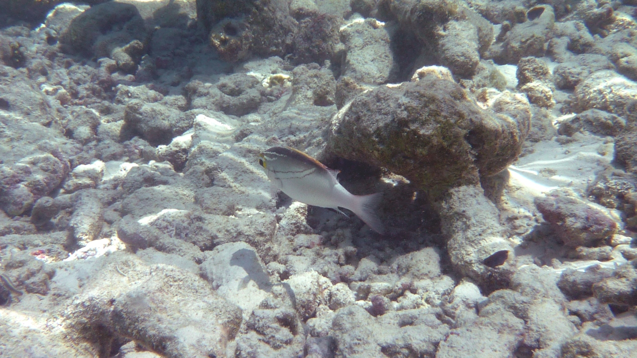 Schärpen-Scheinschnapper - Two-lined monocle bream - Scolopsis bilineatus