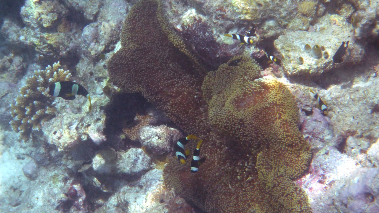 Clarks Anemonenfisch - Clark's anemonefish - Amphiprion clarkii