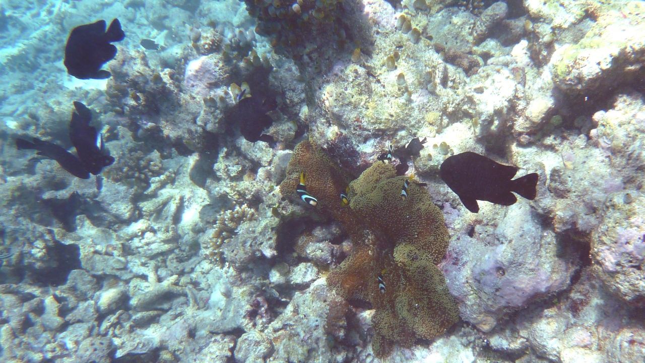 Clarks Anemonenfisch - Clark's anemonefish - Amphiprion clarkii