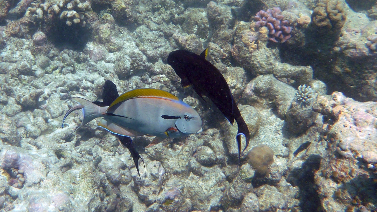 Schulterklappen-Doktorfisch - Epaulette surgeonfish - Acanthurus nigricauda