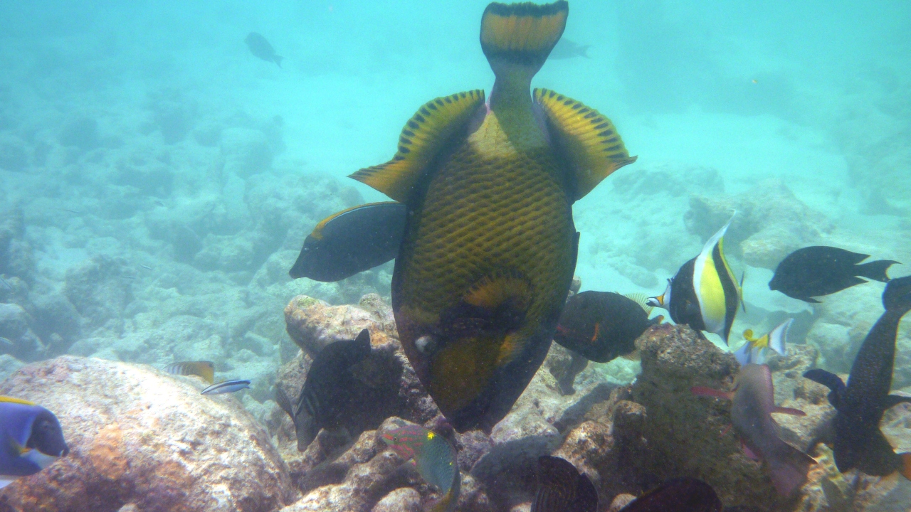 Grüner Riesendrückerfisch - Titan Triggerfish - Balistoides viridescens