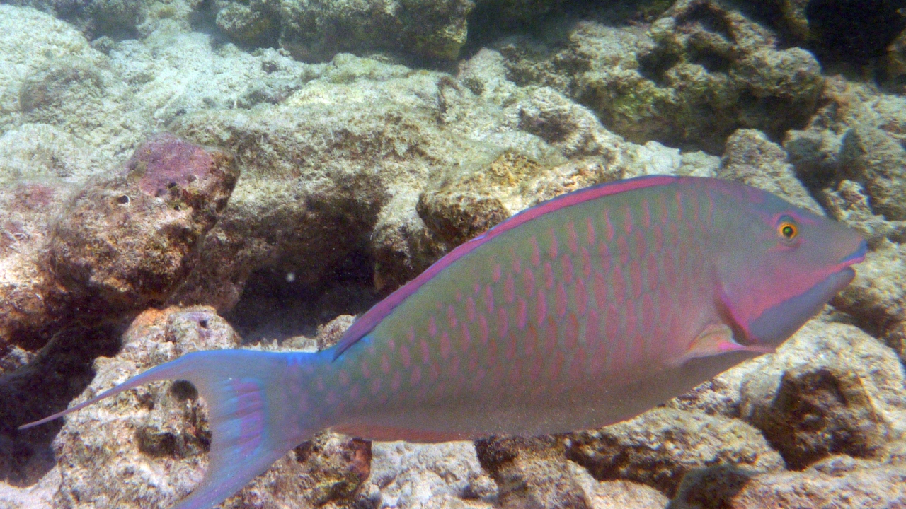 Indische Langnase - Candelamoa parrotfish - Hipposcarus harid