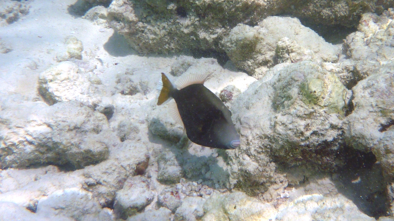 Blaubrust-Drückerfisch -Sufflamen chrysopterus