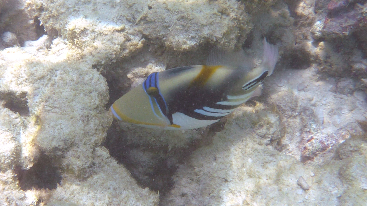 Picasso-Drückerfisch - Blackbar triggerfish - Rhinecanthus aculeatus