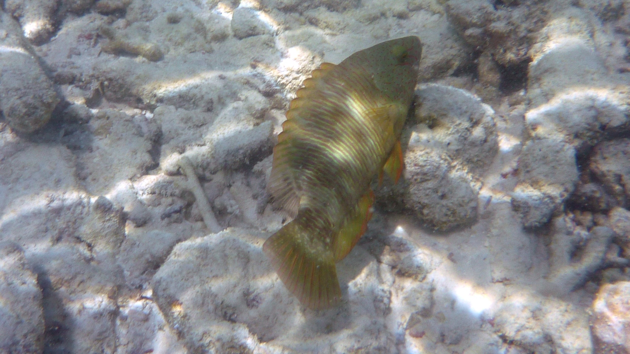 Dreilappen-Lippfisch  Tripletail wrasse - Cheilinus trilobatus