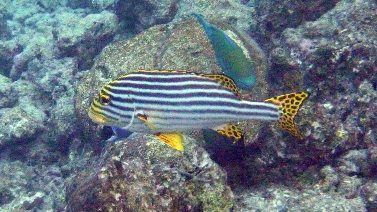 Orient-Süßlippe - Oriental sweetlips - Plectorhinchus orientalis