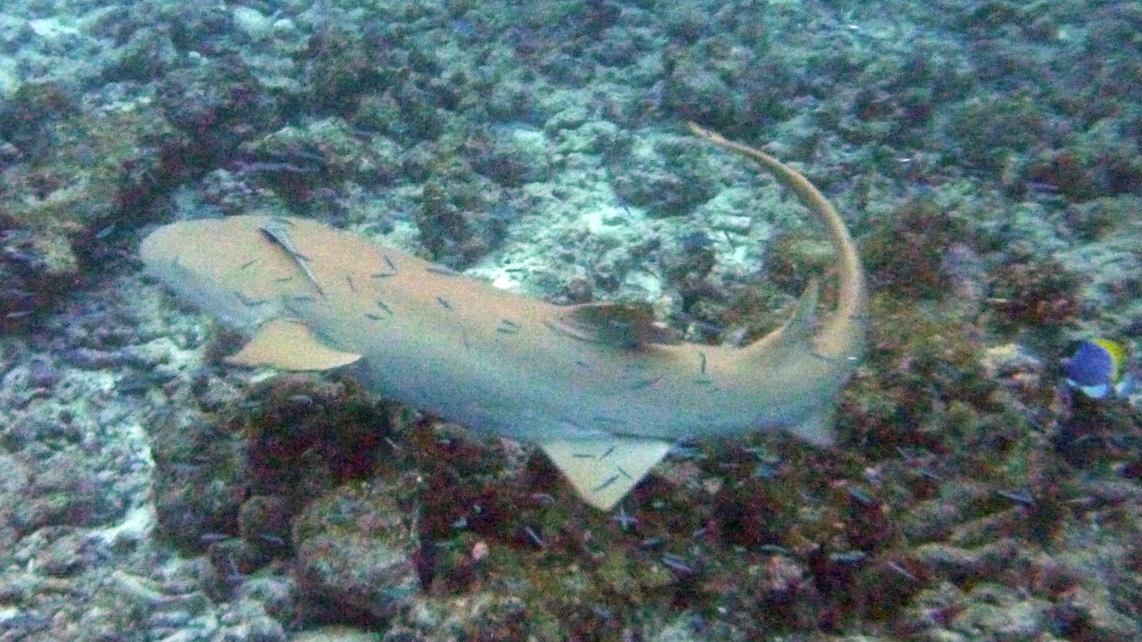 Gemeiner Ammenhai - Tawny nurse shark - Nebrius ferrugineus