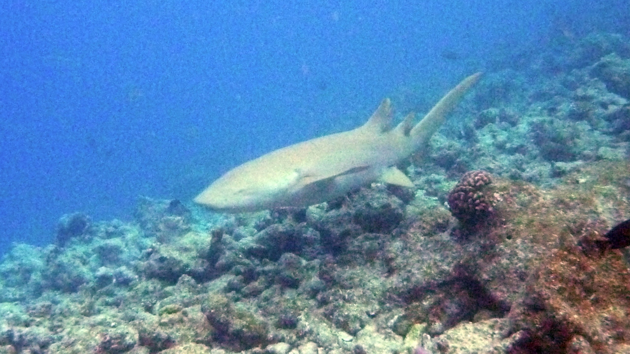 Gemeiner Ammenhai - Tawny nurse shark - Nebrius ferrugineus