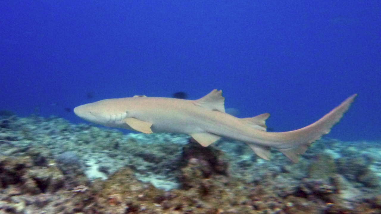 Gemeiner Ammenhai - Tawny nurse shark - Nebrius ferrugineus