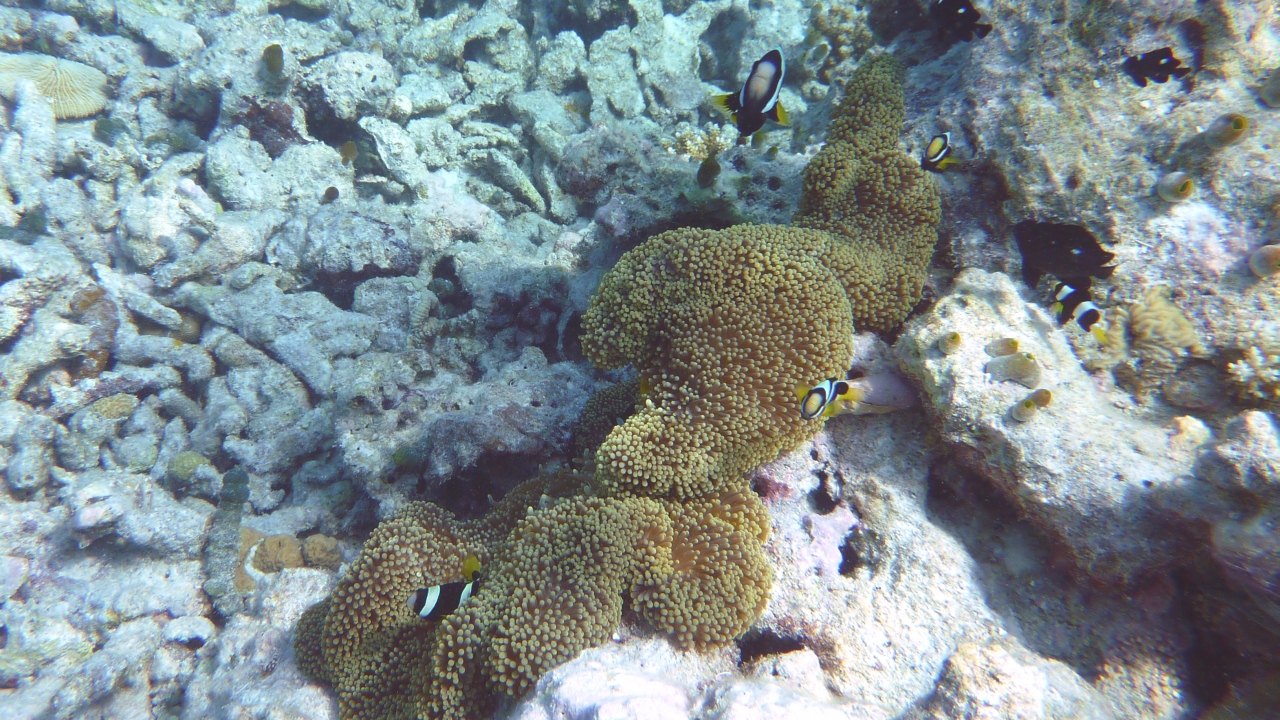 Clarks Anemonenfisch - Clark's anemonefish - Amphiprion clarkii